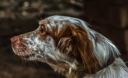 Close-up of dog looking away