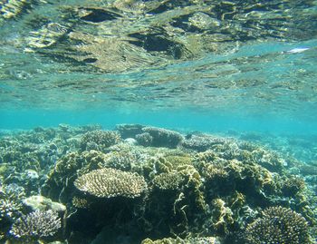 View of coral in sea