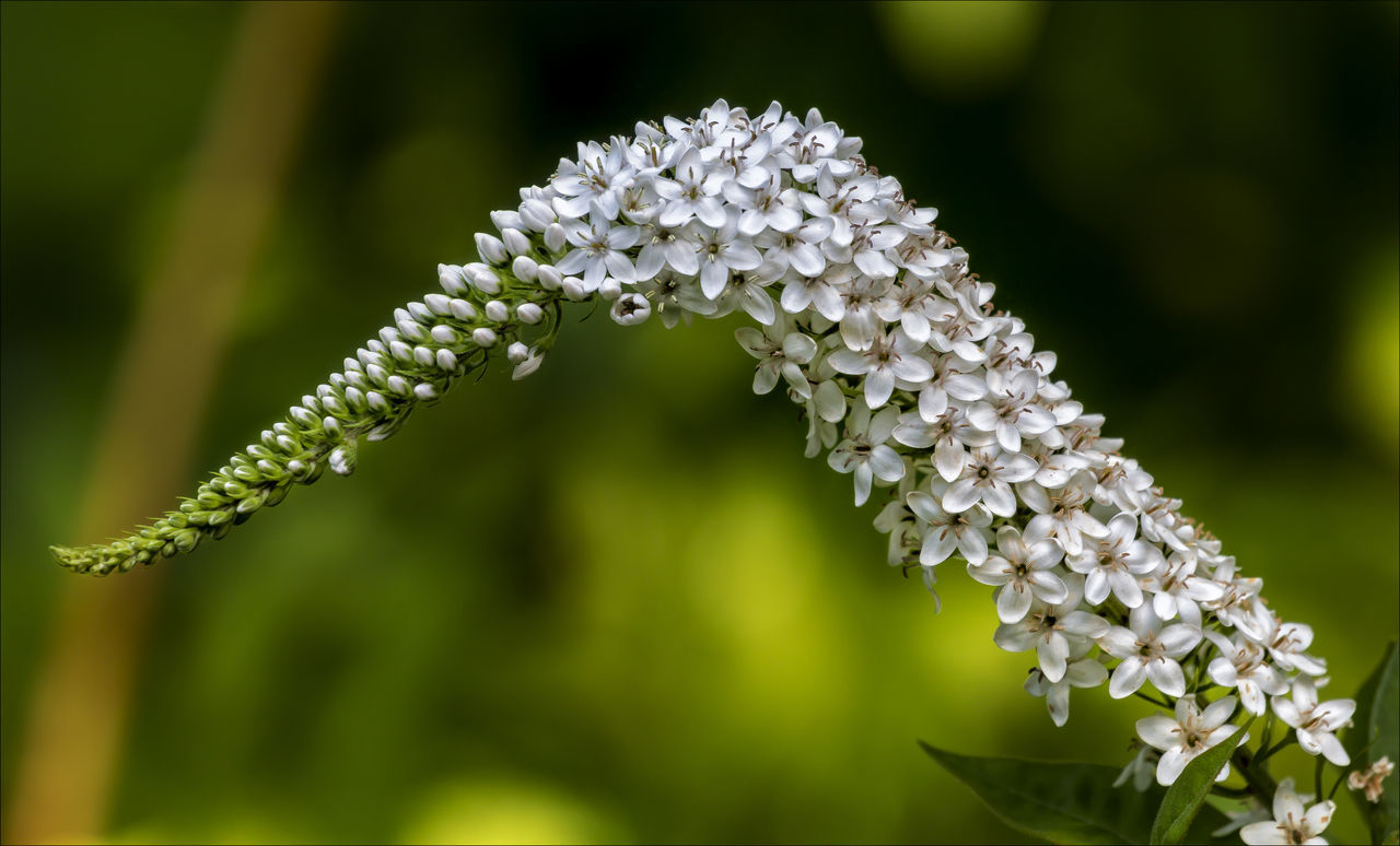 Lily and raindrops