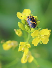 Close-up of insect on yellow flower