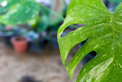 Close-up of wet plant leaves