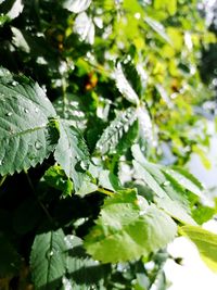 Close-up of raindrops on leaves