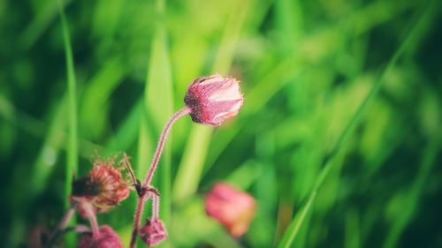 Close-up of flower blooming outdoors