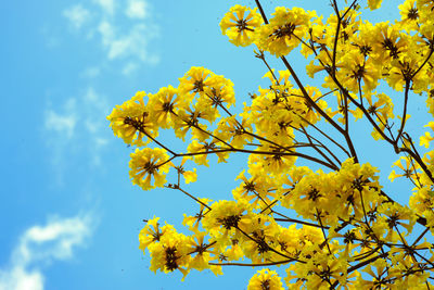 Low angle view of yellow flowering plant against sky