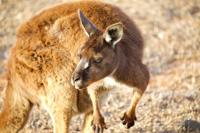 Close up on grown up kangaroo