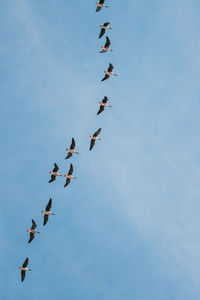 Low angle view of birds flying in sky