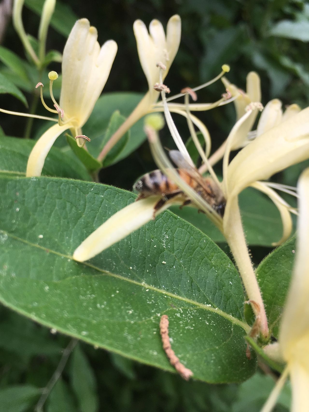 Bee on honeysuckle