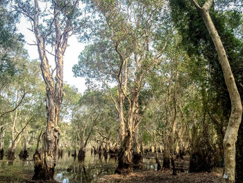 Trees in forest against sky