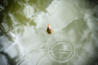 High angle view of turtle in lake