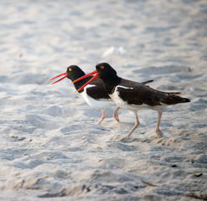 Side view of a bird on beach