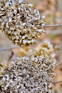 Close-up of wilted flowers