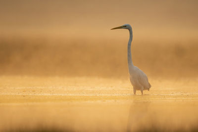 Great white heron in sunrise in misty morning