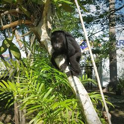 Cat on tree by water