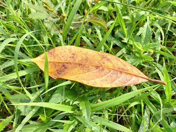 High angle view of autumnal leaf on grass