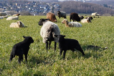 Flock of sheep grazing in a field