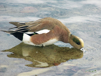 High angle view of duck swimming in lake during winter