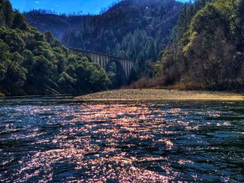 Scenic view of river in forest