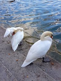 High angle view of swan in lake