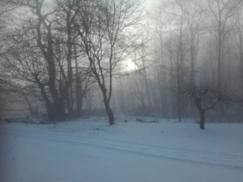 Bare trees on snow covered landscape