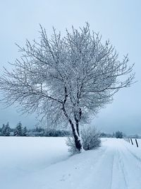 Snow covered bare trees on field during winter