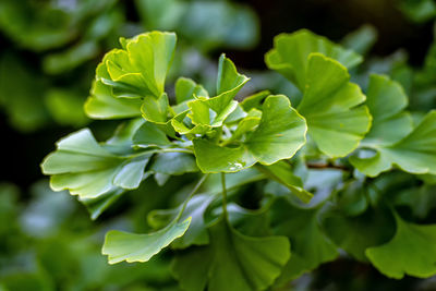 Close-up of green leaves on plant