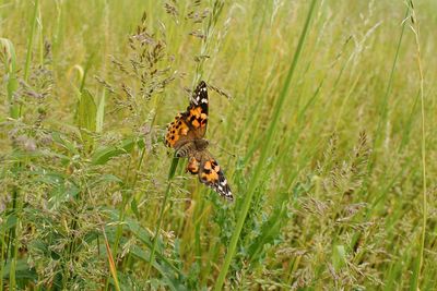 Close-up of caterpillar on grass