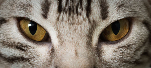 Close-up portrait of cat