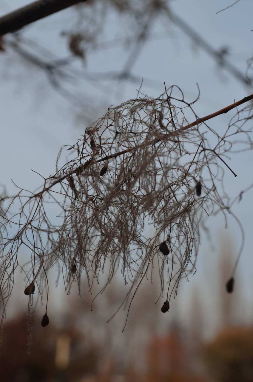 CLOSE-UP OF DRY LEAVES ON BRANCH