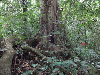 Trees growing in forest