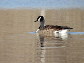 Birds in calm water