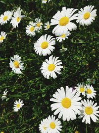 High angle view of white daisy flowers