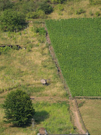 High angle view of sheep on grassy field