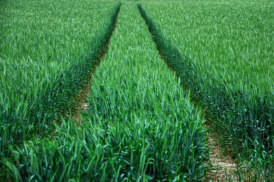 Crops growing on field