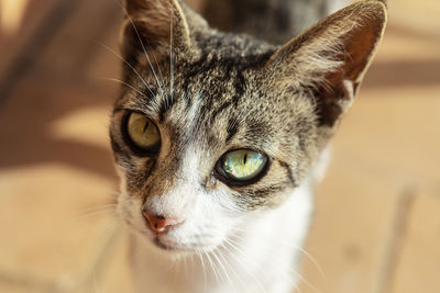 Skinny mixed house cat