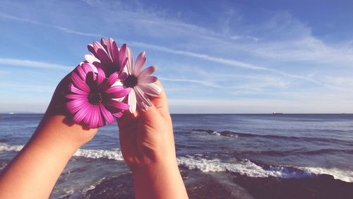 Cropped hands holding osteospermum flowers at beach against sky on sunny day