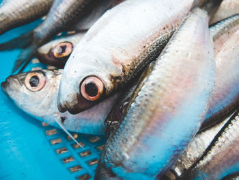 High angle view of dead fishes in blue bowl