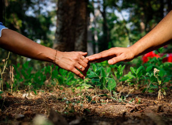 Midsection of couple hands on plant