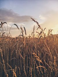 Close-up of wheat plants on field against sky