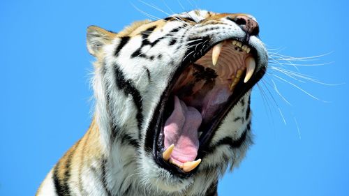 Close-up of a cat yawning