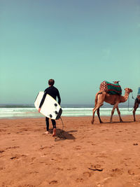 Rear view full length of surfer walking by camels at beach