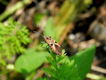 Close-up of butterfly on plant