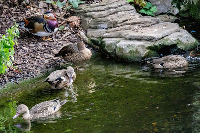 Ducks swimming in lake