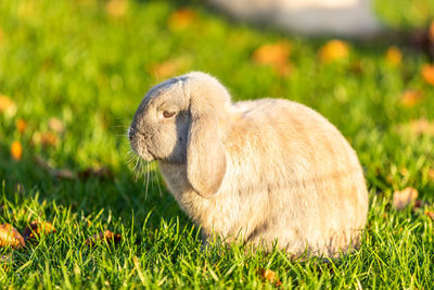 Close-up of a bunny on grass