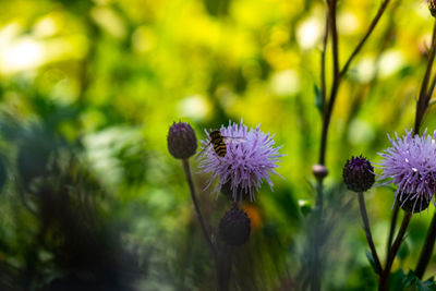 Close-up of purple flowering plant