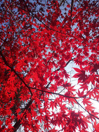 Low angle view of maple tree