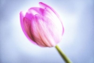 Close-up of pink tulip flower against white background