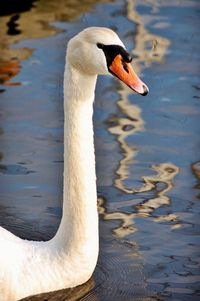 Close-up of swan swimming on lake