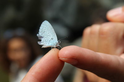 Close-up of butterfly on hand