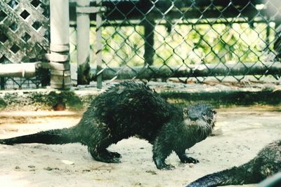 View of a cat behind fence