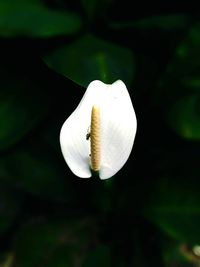 Close-up of white water lily blooming outdoors
